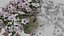 White Hanging flower Petunia