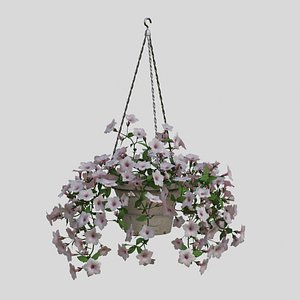 White Hanging flower Petunia