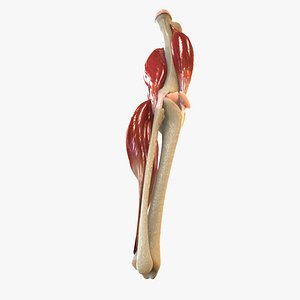 human knee joint anatomy animation 3d model