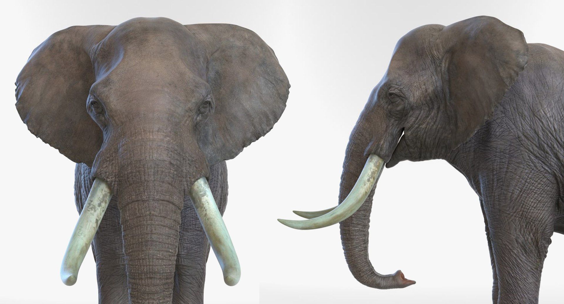 african animals rigged 3D https://p.turbosquid.com/ts-thumb/vp/QCh2FA/4lHk0ClR/riggedafricananimalscollectionmb3dmodel024/jpg/1529569953/1920x1080/fit_q87/c7deebfa3fe0e8bd8ba69b676b08fc1b2e232bd4/riggedafricananimalscollectionmb3dmodel024.jpg