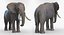 African Animals Rigged Collection for Cinema 4D