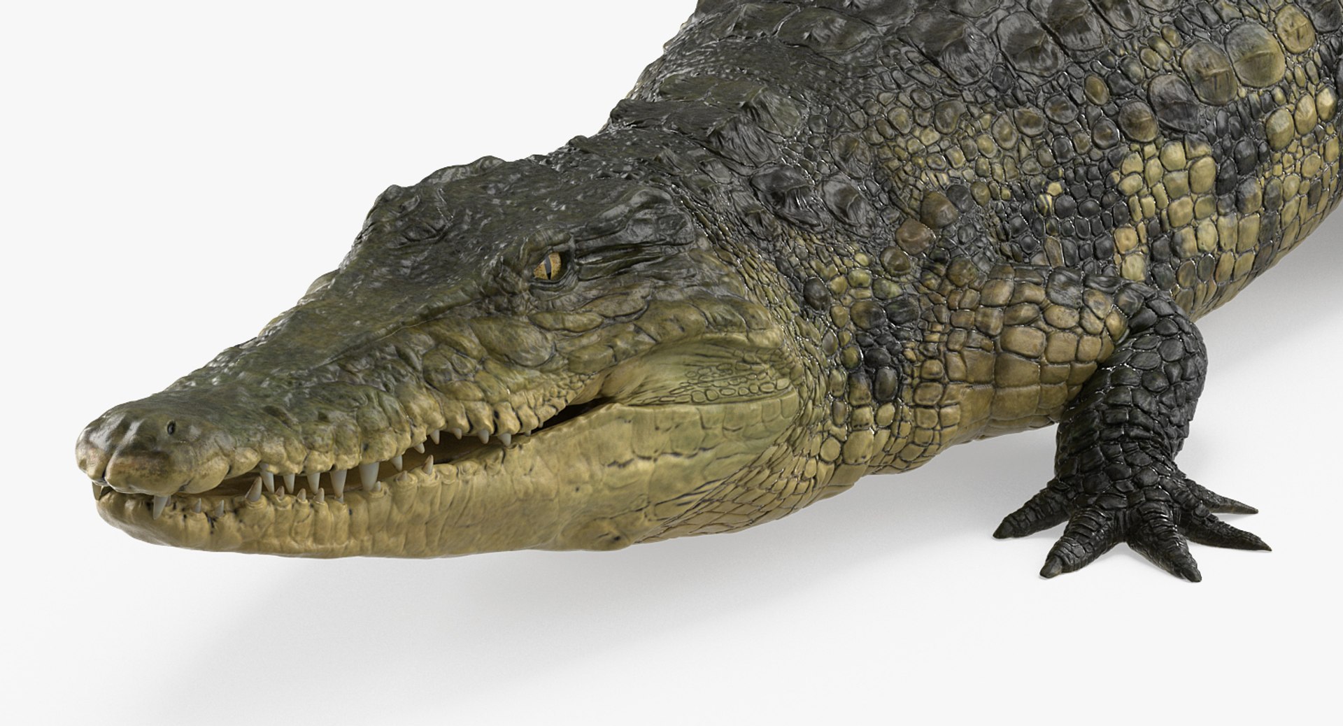 african animals rigged 3D https://p.turbosquid.com/ts-thumb/vp/QCh2FA/YtMj4IbK/riggedafricananimalscollectionmb3dmodel010/jpg/1529569907/1920x1080/fit_q87/4a89471229b304e63740421679cf9d3ae67df7b3/riggedafricananimalscollectionmb3dmodel010.jpg