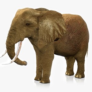 3D African Elephant RIGGED L2359