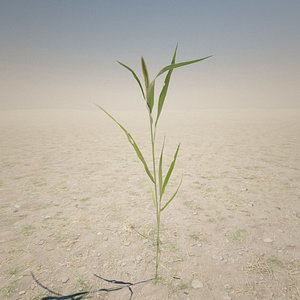 3d model small plant