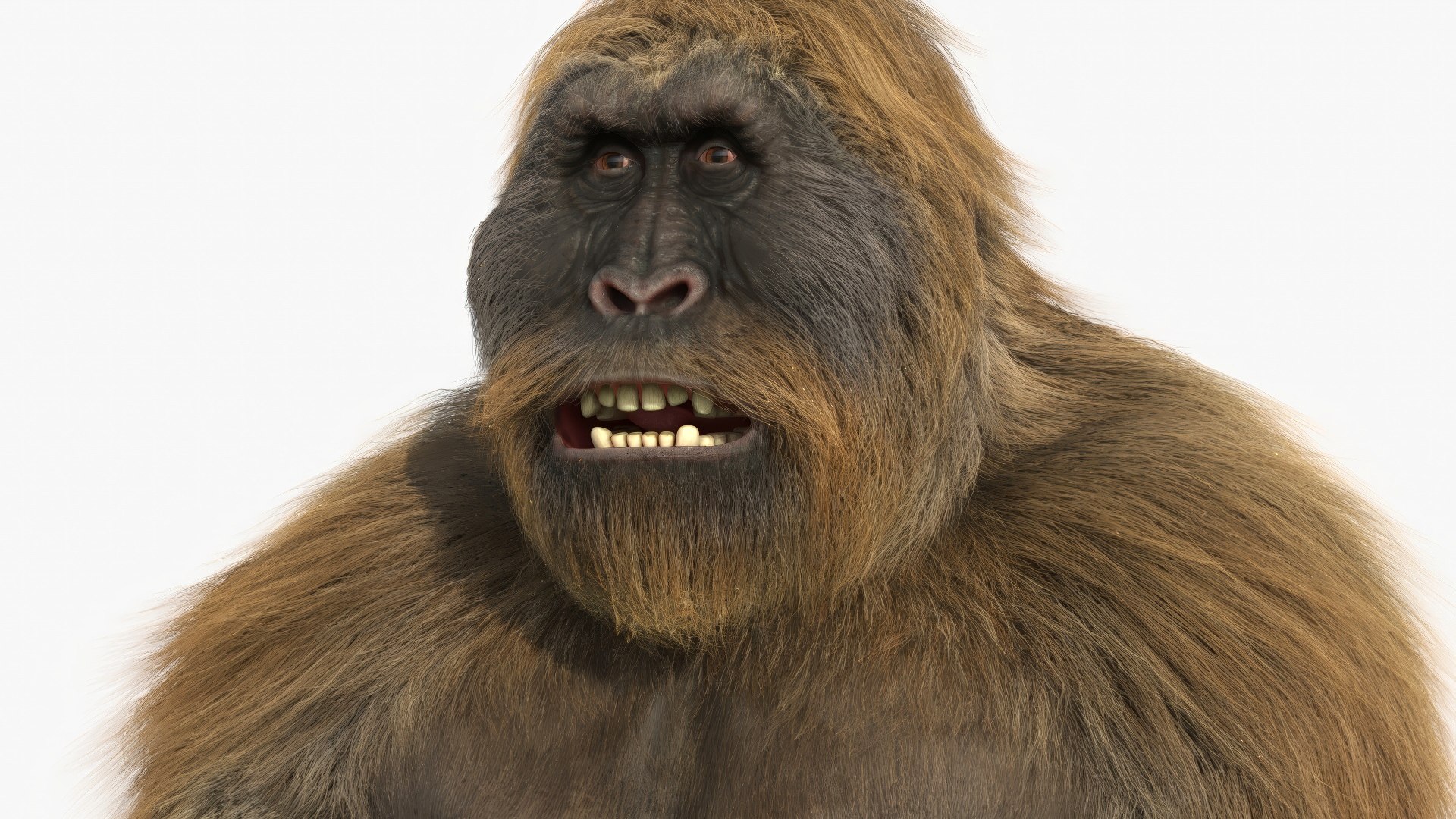 Gigantopithecus Fur Rigged 3D model preview