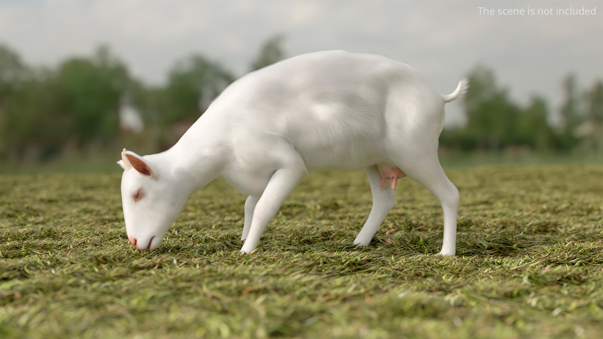 Farm Goat Animated Fur Rigged For Blender 3D Model - TurboSquid 2494061