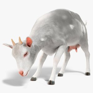 Farm Goat Animated Fur Rigged for Blender 3D model