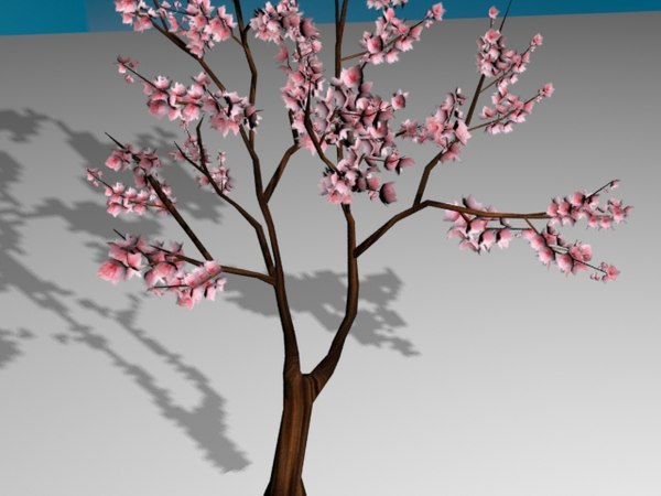 3D модель Дерево сакуры - TurboSquid 1118238