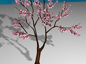 Sakura tree
