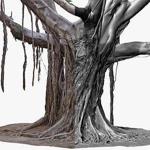Giant Ficus Tree RAW 3D Scan 3 x 16k Textures 3D model