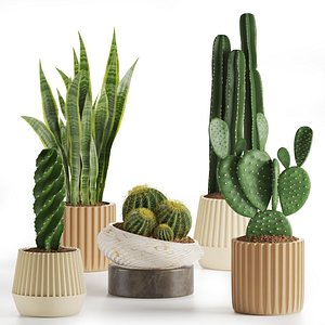 Modern Cactus Succulent Collection Sansevieria - Opuntia - Cacti