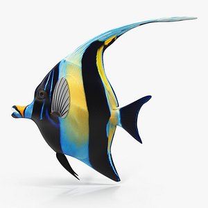 Moorish Idol Blue