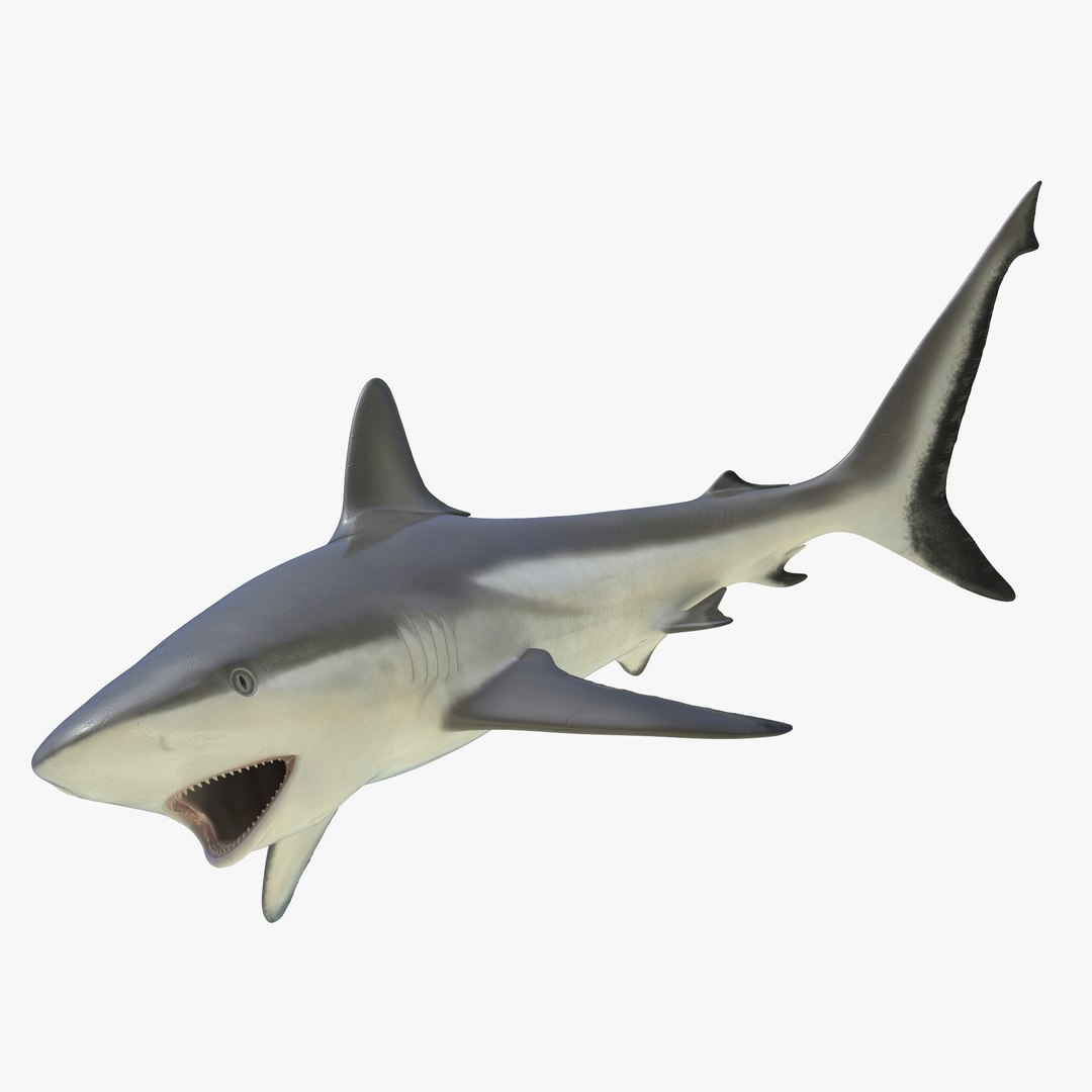 Grey Reef Shark Rigged 3D model preview