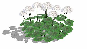 3D model Pelargonium-Geranium-White-LowPoly