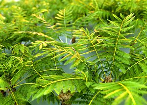 Fern Ecosystems Pack Animated