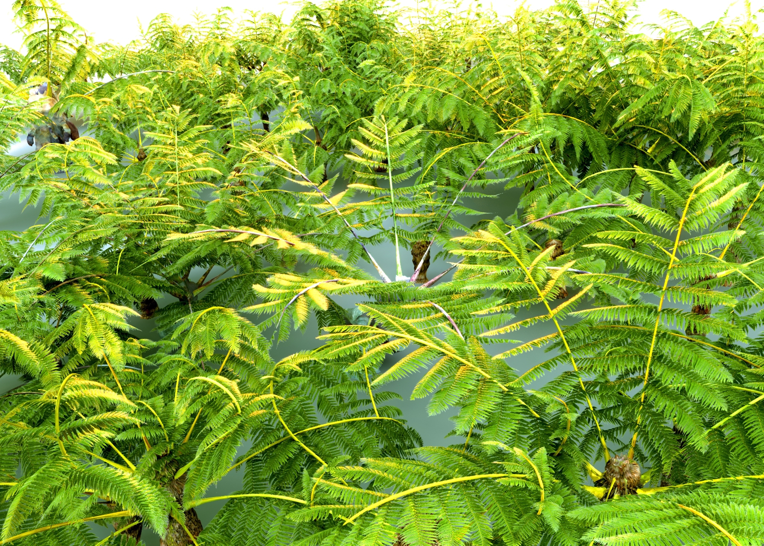 fern ecosystems pack 3D https://p.turbosquid.com/ts-thumb/vq/BUnfRG/ck/0000/jpg/1610058246/1920x1080/turn_fit_q99/3d1121ab36890fe9d9eb188c947a90c592055687/0000-1.jpg