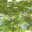 蕨类生态系统包动画