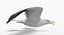 Seagull (Animated)