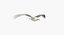 Seagull (Animated)