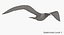 Seagull (Animated)