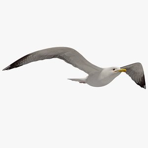 3d seagull flying animation model