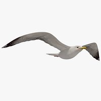 Seagull (Animated)