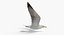Seagull (Animated)