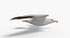 Seagull (Animated)