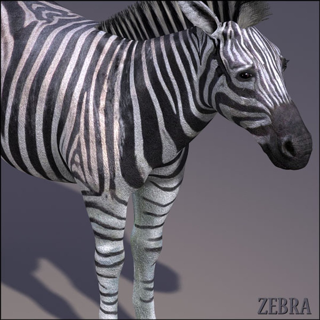 3d model realistic zebra