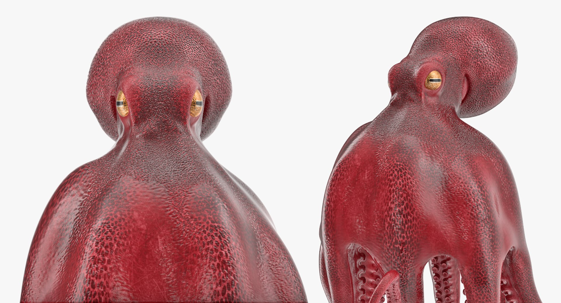 octopus vulgaris rigged 3D model https://p.turbosquid.com/ts-thumb/vq/O1nM8v/51buASkx/octopusvulgarisriggedmayamb3dmodel16/jpg/1495722411/1920x1080/fit_q87/2514aa6dc96aa9b4bd5c28dd8f1d533d5074b756/octopusvulgarisriggedmayamb3dmodel16.jpg