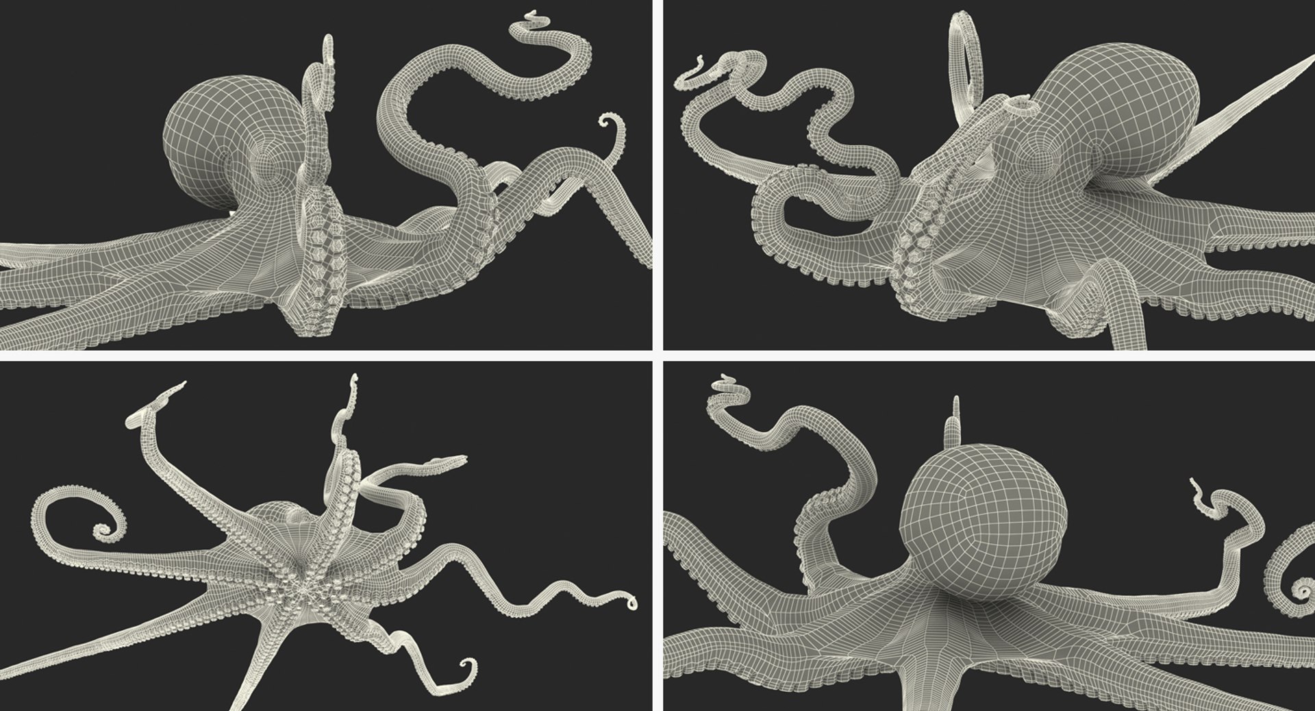 octopus vulgaris rigged 3D model https://p.turbosquid.com/ts-thumb/vq/O1nM8v/7mhXE22C/octopusvulgarisriggedmayamb3dmodel39/jpg/1495722412/1920x1080/fit_q87/85cd2123177d4ca59ff7d142feb28bd67fcd5428/octopusvulgarisriggedmayamb3dmodel39.jpg