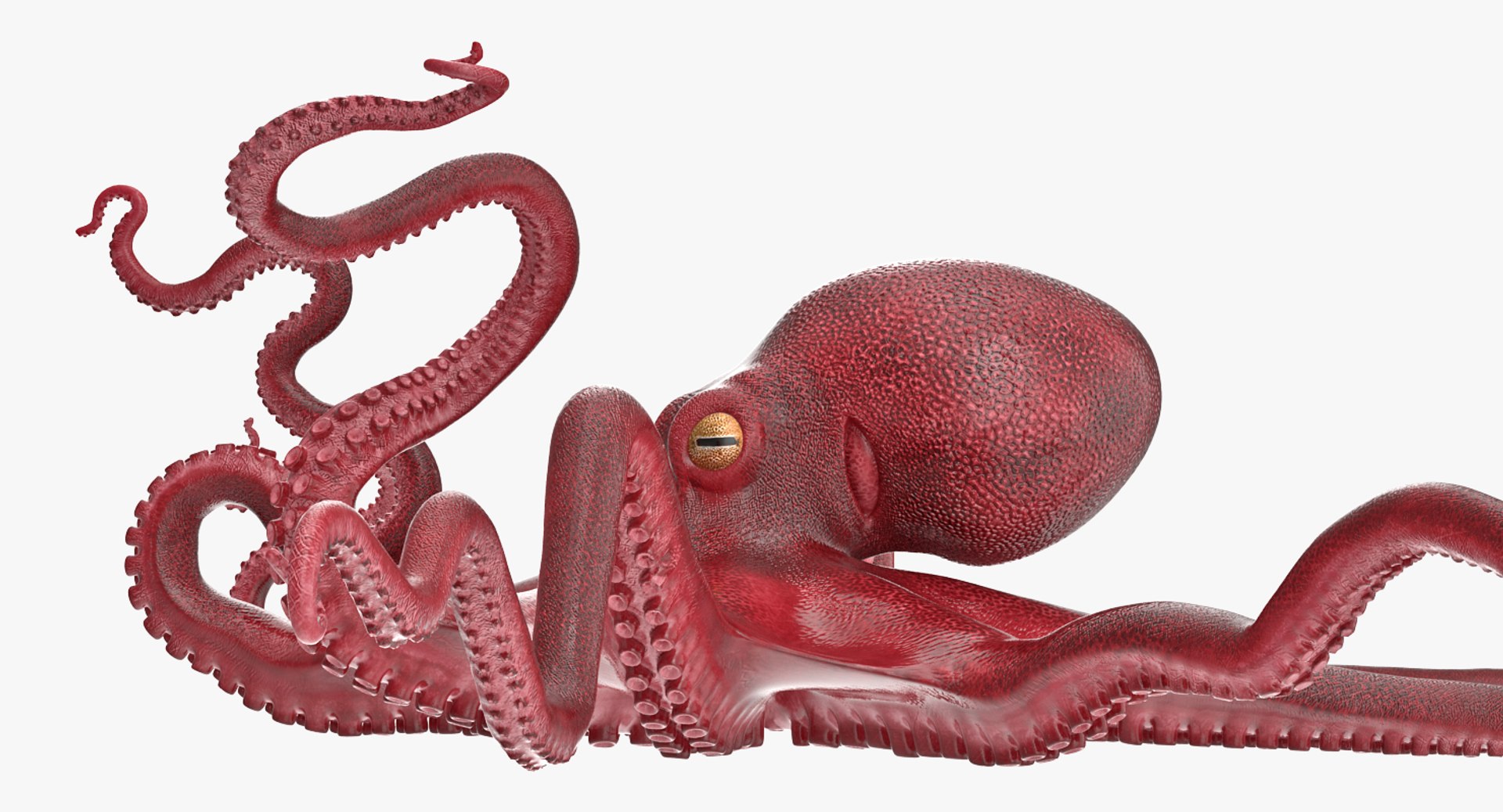 octopus vulgaris rigged 3D model https://p.turbosquid.com/ts-thumb/vq/O1nM8v/PI8rmBt2/octopusvulgarisriggedmayamb3dmodel18/jpg/1495722411/1920x1080/fit_q87/c8b5aff248c29c55c2a3940b31b2c36f58297ec7/octopusvulgarisriggedmayamb3dmodel18.jpg