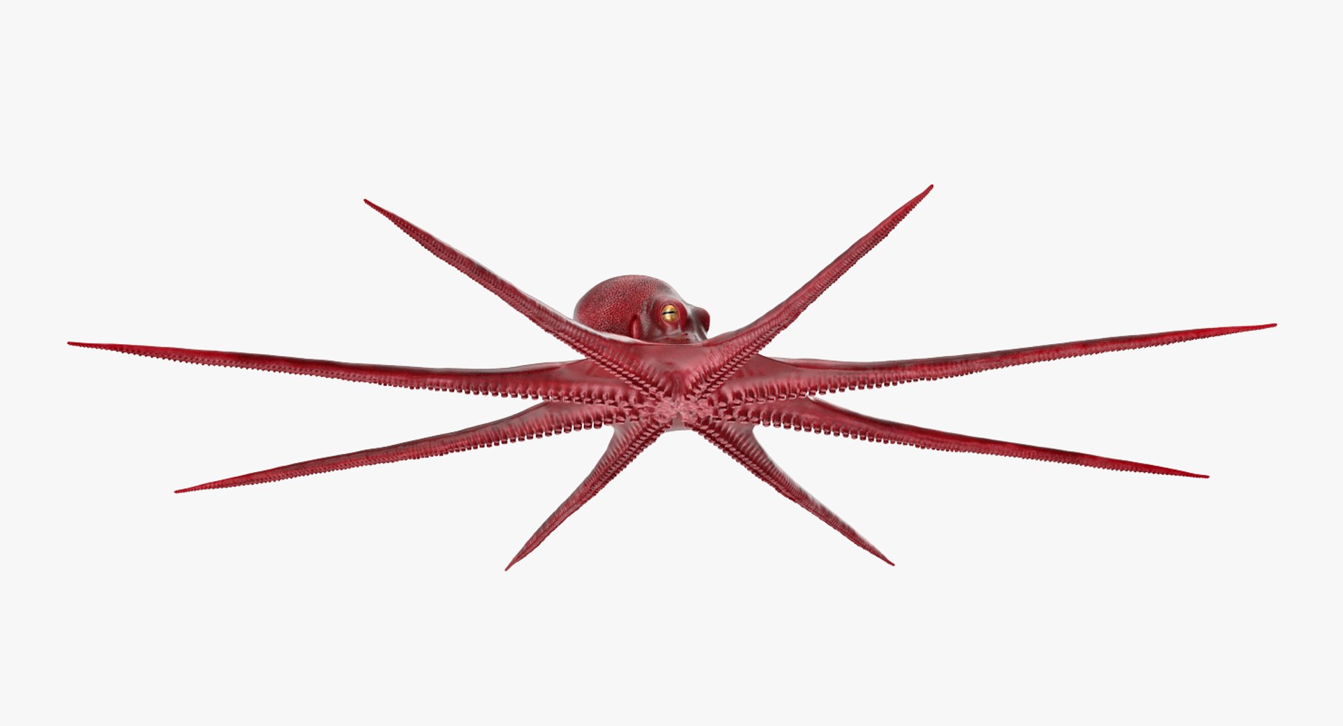 octopus vulgaris rigged 3D model https://p.turbosquid.com/ts-thumb/vq/O1nM8v/XWWeSlM5/octopusvulgarisriggedmayamb3dmodel07/jpg/1495722410/1920x1080/fit_q87/39d752f7b4283800a6293dc3ad30b07c58e1a6d0/octopusvulgarisriggedmayamb3dmodel07.jpg