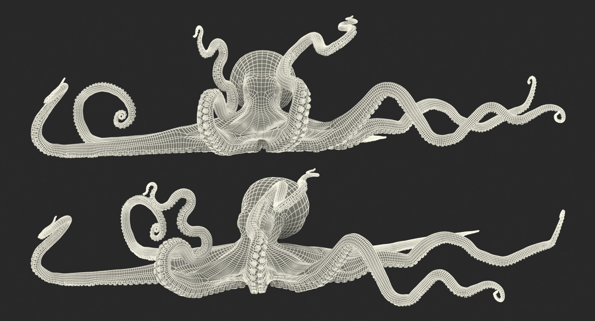 octopus vulgaris rigged 3D model https://p.turbosquid.com/ts-thumb/vq/O1nM8v/gK2P0URh/octopusvulgarisriggedmayamb3dmodel31/jpg/1495722411/1920x1080/fit_q87/026dde985709a1bd736ca6defba19e5ed8003fe8/octopusvulgarisriggedmayamb3dmodel31.jpg