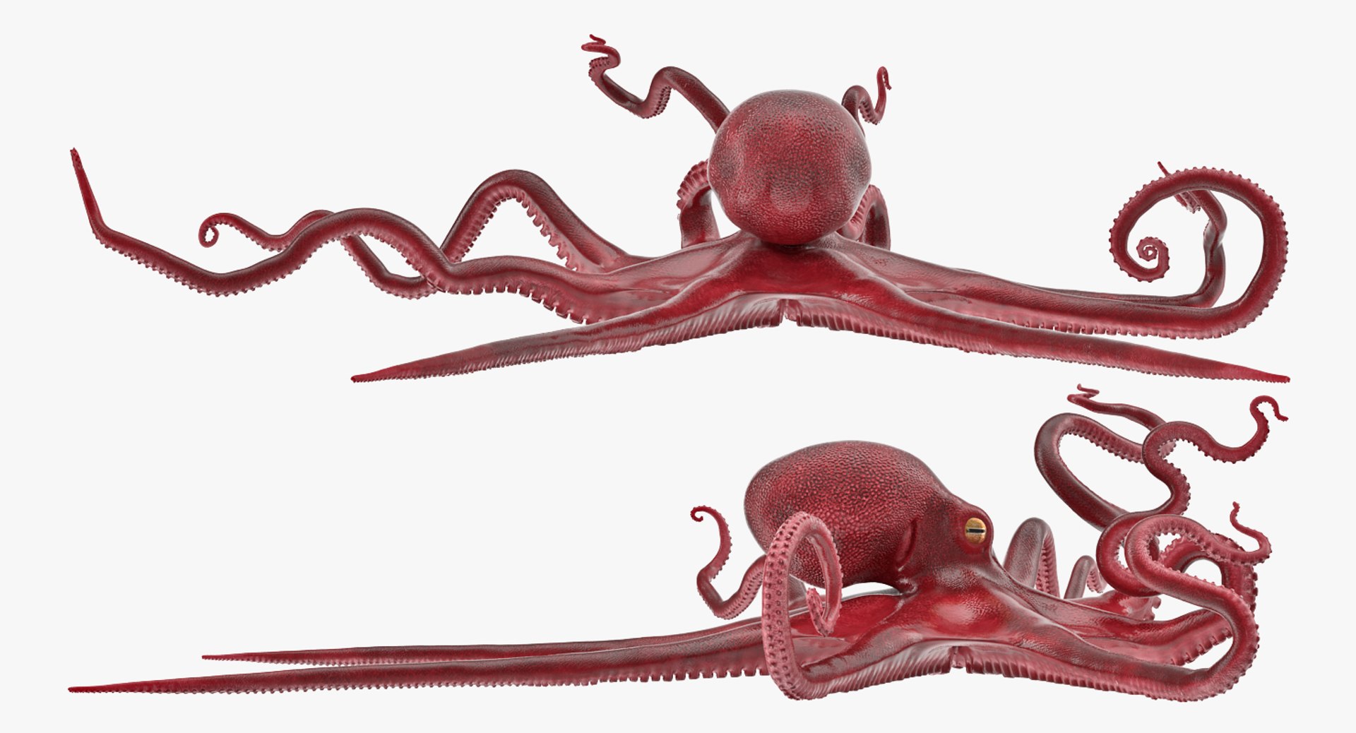 octopus vulgaris rigged 3D model https://p.turbosquid.com/ts-thumb/vq/O1nM8v/hT7ht4kP/octopusvulgarisriggedmayamb3dmodel05/jpg/1495722410/1920x1080/fit_q87/86eb28ac174fd6a3ade2caa144ed7450314cdb82/octopusvulgarisriggedmayamb3dmodel05.jpg