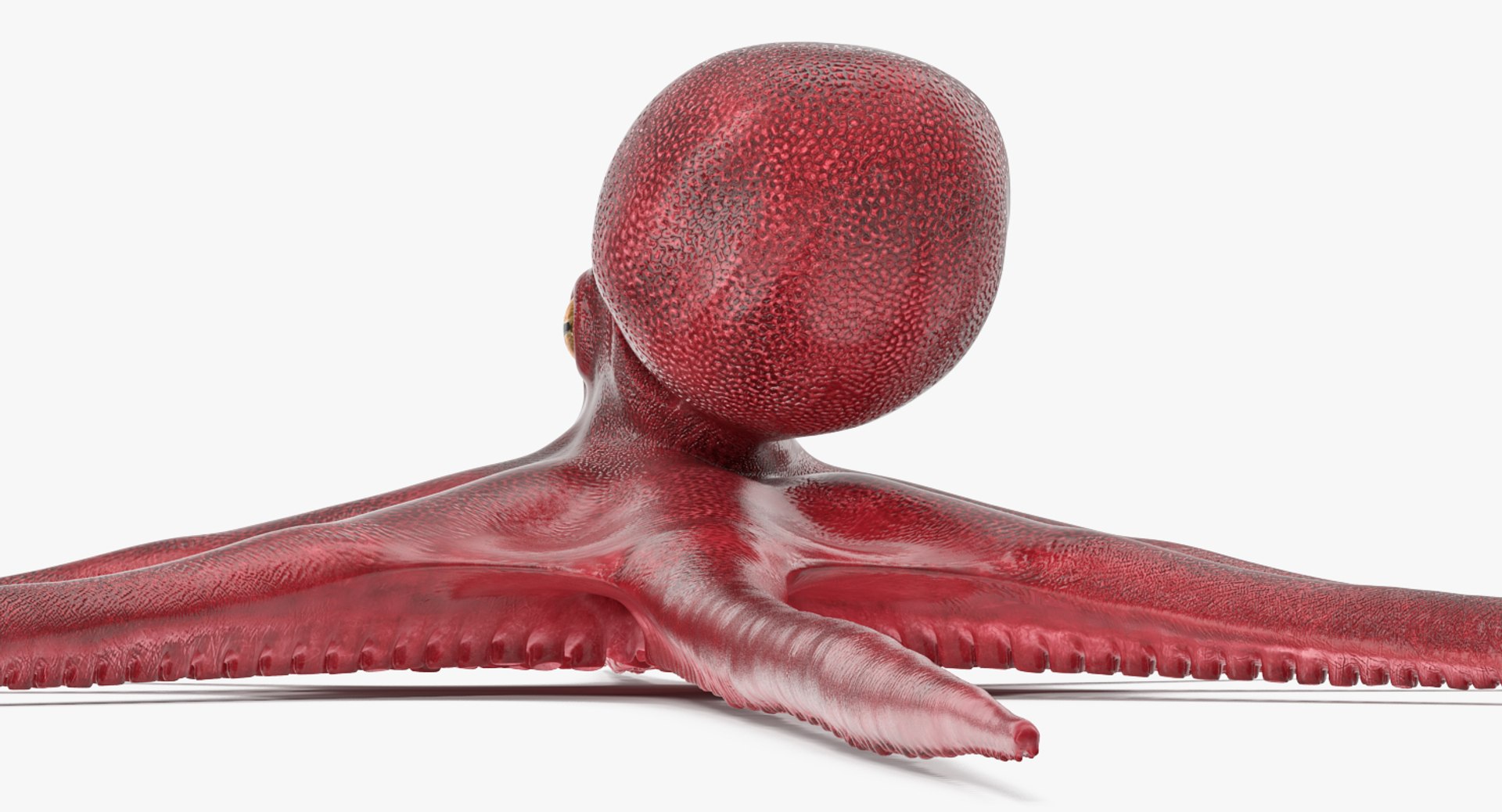 octopus vulgaris rigged 3D model https://p.turbosquid.com/ts-thumb/vq/O1nM8v/kuDlsStM/octopusvulgarisriggedmayamb3dmodel11/jpg/1495722410/1920x1080/fit_q87/c3ee0155208ebc5149574f48d3d90278b35016f0/octopusvulgarisriggedmayamb3dmodel11.jpg