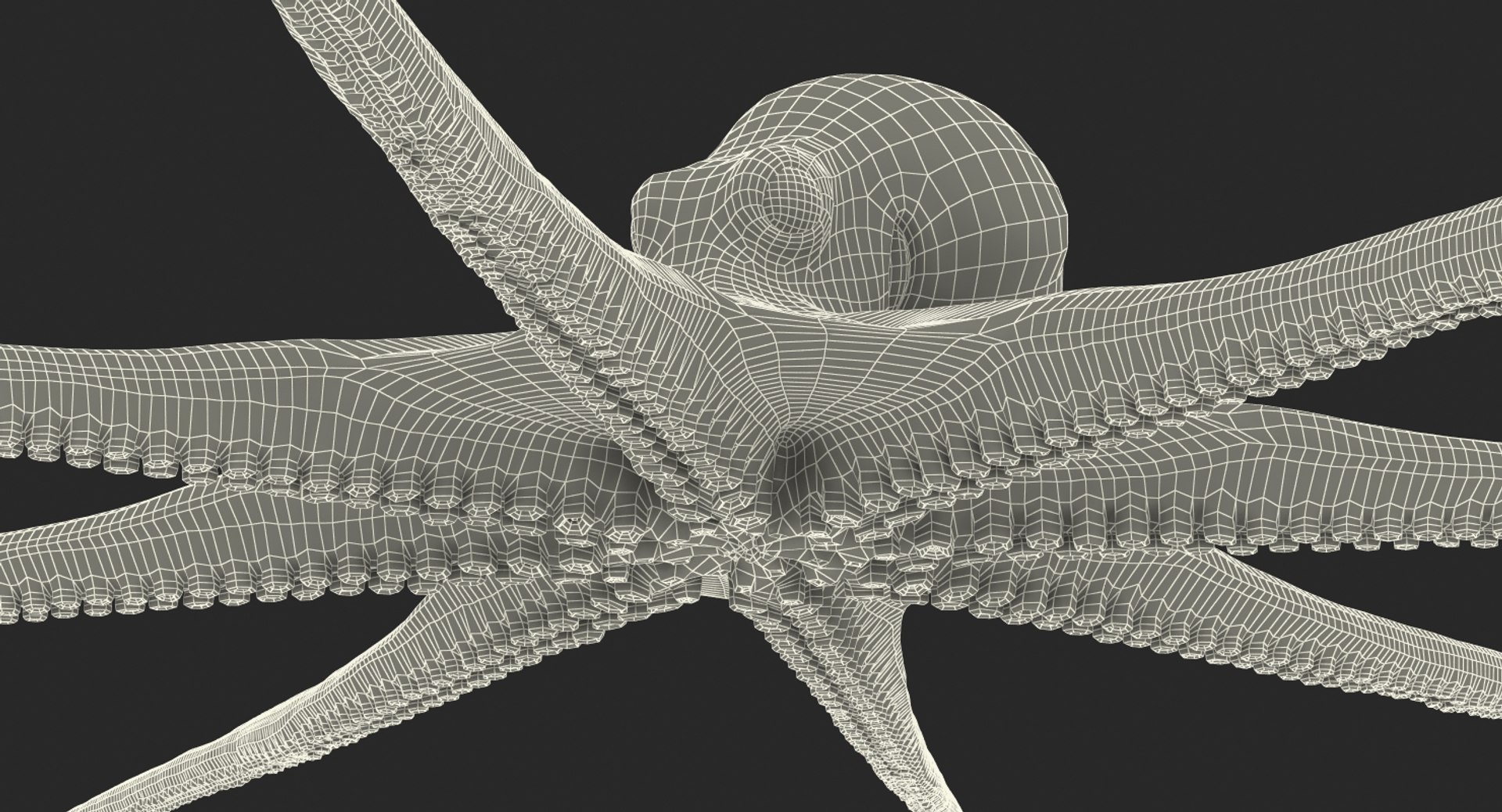 octopus vulgaris rigged 3D model https://p.turbosquid.com/ts-thumb/vq/O1nM8v/uZl46gfV/octopusvulgarisriggedmayamb3dmodel37/jpg/1495722411/1920x1080/fit_q87/00327a53bb243988259ec7f9dda948d89dff6a52/octopusvulgarisriggedmayamb3dmodel37.jpg