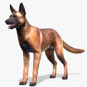 Dog - Belgian Malinois 3D model