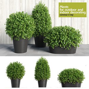 Plants for Indoor & Outdoor