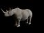 Rhino
