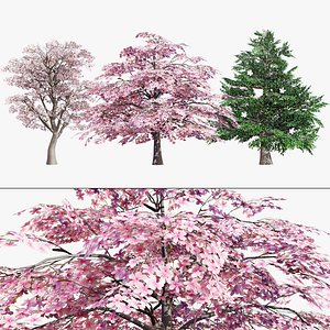 3D High-Quality Magnolia Tree 3D Assets model