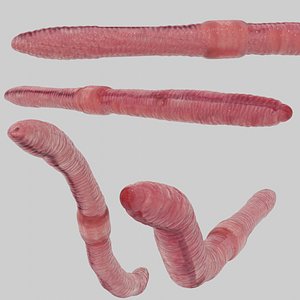 3D earthworm rigged model