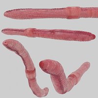 Earthworm Rigged Low Poly