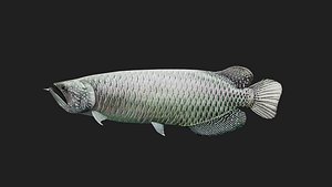 3D Arowana