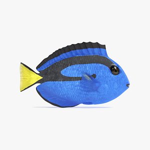 blue tang 3D model