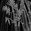 Bamboo Relief