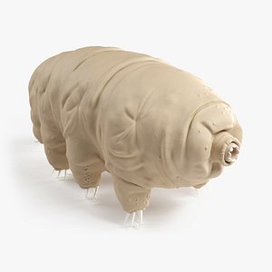 Tardigrade