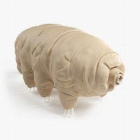 Tardigrade