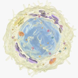 3D model lymphocyte t-cell b-cell