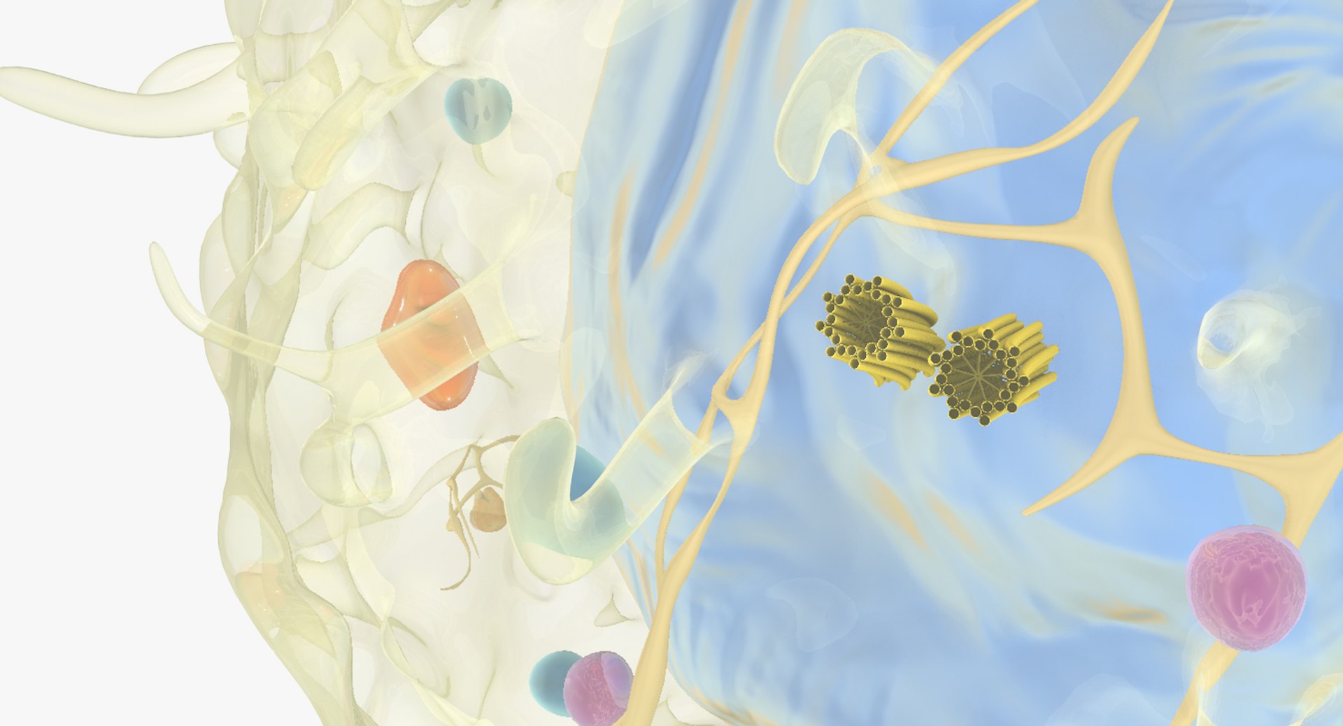 3D model lymphocyte t-cell b-cell https://p.turbosquid.com/ts-thumb/vr/7PLO4a/AiYDfHBy/lymphocyte_09/jpg/1521487578/1920x1080/fit_q87/d7fd5af294876615a296af296d6219f4280ee263/lymphocyte_09.jpg